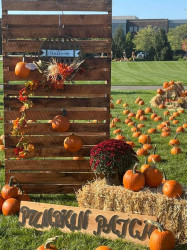 Pumpkin20Patch202 1728672511